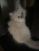 Neva Masquerade Kätzchen abzugeben in 52062