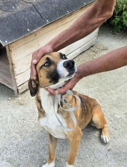 Rusty - aktiv und menschenbezogen - Dreikirchen