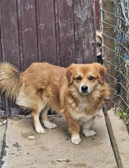 Wuschel Django sucht tolles Zuhause - Leonberg (Baden-Württemberg)