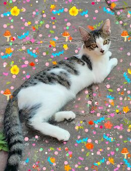 BKH Mix Kitten suchen ein neues liebevolles Zuhause - Ölbronn-Dürrn