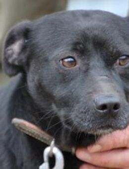 Bonni - kinderlieb u. sehr verspielt - Lohra