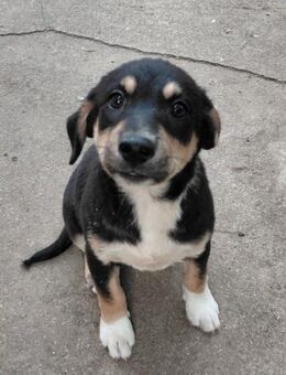 Sofi sucht ihre Familie - Berlin