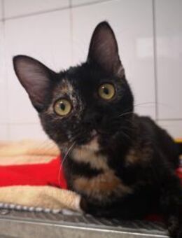 Katze Calero 1 - Bochum