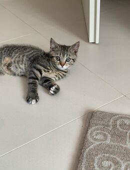 Verspieltes Katerchen sucht liebevolles Zuhause 🐾 - Köln