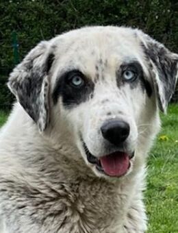 Snow, geb. ca. 06/2023, 47652 Weeze - Euskirchen