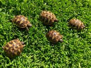 Griechische Landschildkröten THB aus 2024 - Georgsmarienhütte