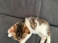 Hauskatze - Erfurt