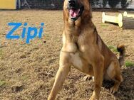 Zipi verspielt und intelligent 09/21 ESP - Ruppertsecken