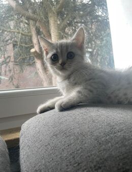 BKH Kitten suchen ein Neues Zuhause - Ahlen