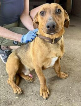 Dackel Mix Rüde, 1 Jahr - Kappeln (Schleswig-Holstein)