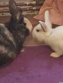 Zwergkaninchen, kastriert suchen dringend in 01683