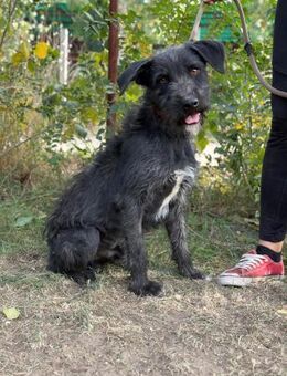 Leopold - sucht seine Familie! - Köln