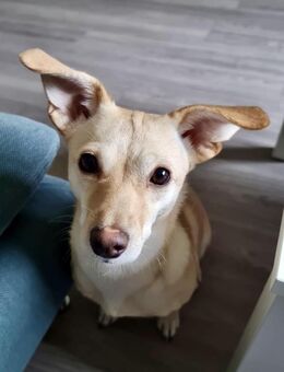 Milli - sucht ein neues Zuhause - Willich