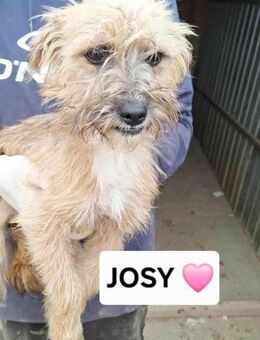Josy ❤️ - Markkleeberg