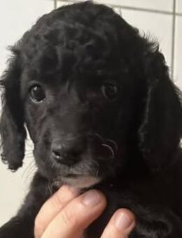 Hundekind FERDI sucht Familie mit Herz - Sulzfeld (Baden-Württemberg)