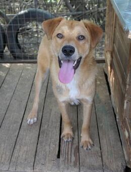 Unser süßer Eddy sucht ...... - Kallmünz