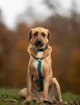 Ginny - sensible,kluge Hündin - Löwenberger Land