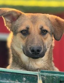PIPPIN - freundlich und sehr lieb - Velbert