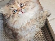 Katzen - Bonn