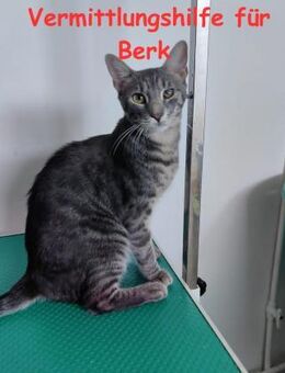 Vermittlungshilfe Kater Berk - Rinteln
