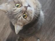 Sehr Erfahrener Deckkater Wolke - Köln