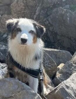 Sennenhund/Australien Shepherd Mix Welpen zu verkaufen - Raguhn-Jeßnitz