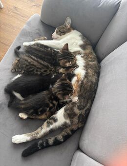 4 super süßen Katzenbabys Kitten - Oberding
