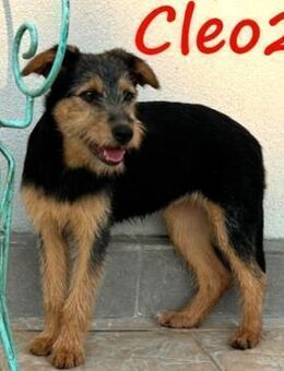 Cleo2 neugierige kleine Welpin 01/25 GRC - Ruppertsecken