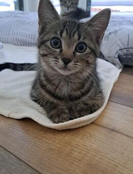 💙 Baby-Kater sucht liebevolles Zuhause 💙 - Böblingen