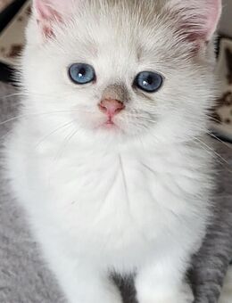 BKH-KITTEN Reinrassige mit Stammbaum - Dierdorf