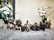 Sportliche Französische Bulldogge - Duisburg