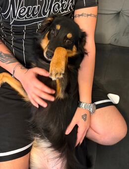 Jung Hund - Hamburg Wandsbek