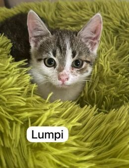 4 zahme geimpfte Kitten - Berlin