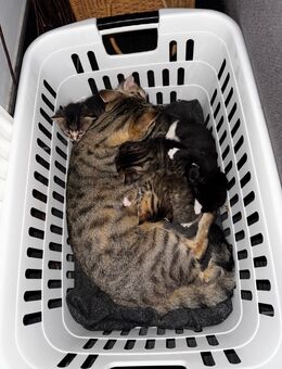 Katzenbabys suchen neues zu hause - Remscheid