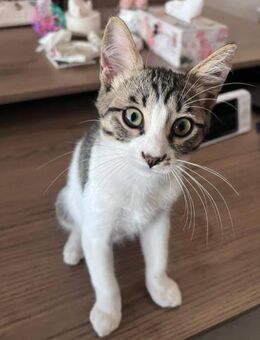 Romi - der kleine Friedhofskater - Kirchheim (München)