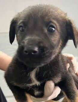 Zauberhaftes Welpenmädchen Grace - Kallmünz