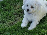 Bichon Frisé Welpen - Bleckede