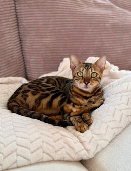 Bengal Kätzin - Ingolstadt