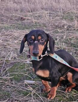 Mini-Dackelchen Gretel sucht ihre Leute - Mannheim