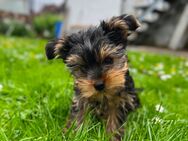 Mini Yorkshire Terrier Welpe Weibchen - ab sofort abgabebereit - Tuttlingen