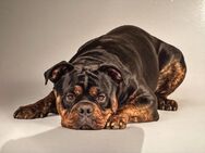 Wunderschöner OEB Old English Bulldog Rüde mit Ahnentafel - Uetze