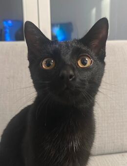 Kater Jungtier - Berlin Treptow-Köpenick