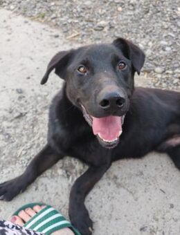 Blacky Aron 💗 sucht Schutz & Liebe - Hamburg