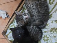 Kitten BKH Mix - Schwallungen