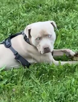 American Bully, 1 Jahr alt, geimpft & gechippt, mit Blue Eyes – in liebevolle Hände abzugeben - Pforzheim