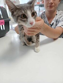 Katze HOPE: verletzt vor der Klinik - Augsburg