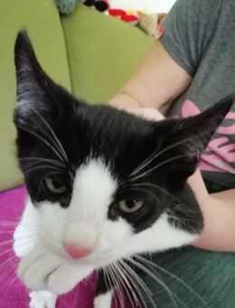 Katzen Babys abzugeben - Wasbek
