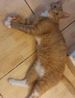 💖liebenswerter Porto💖 - Eislingen (Fils)