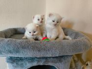 Perser Kitten, Kätzchen, mit Nase, weiß, rot, blaue Augen - Osterhofen