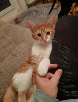 Kater und Katze nur zusammen - Calau